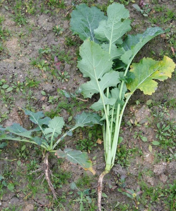 Obr. 2: Vlevo rostlina řepky připravená k přezimování, vpravo přerostlá - neregulovaná rostlina
