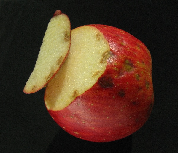 Fyziologická skvrnitost jablek (nedostatek Ca)
