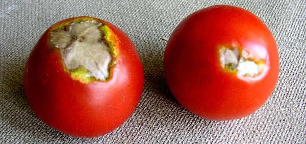 Suchá hniloba konce plodů rajčat (nedostatek Ca)