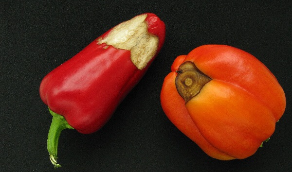 Suchá hniloba konce plodů paprik (nedostatek Ca)