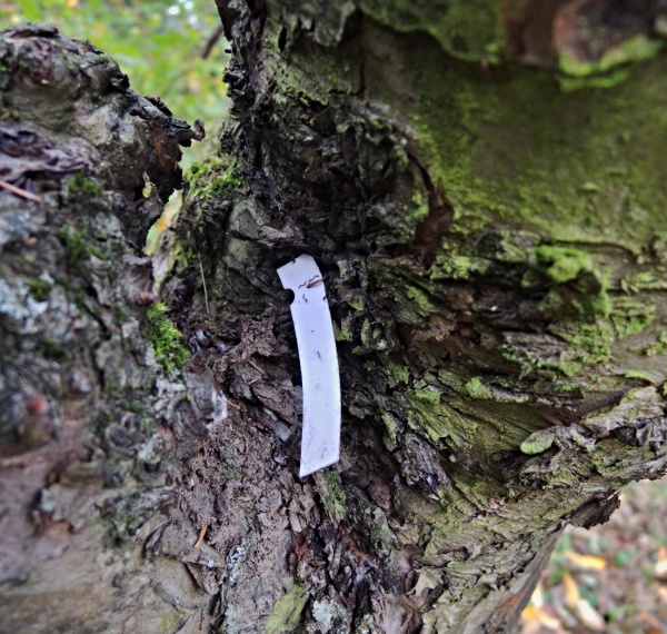 Zarostlá jmenovka do kmene stromu