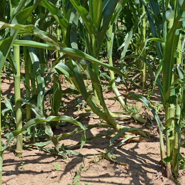 Obr. 5: Rostliny s husími krky v porostu kukuřice