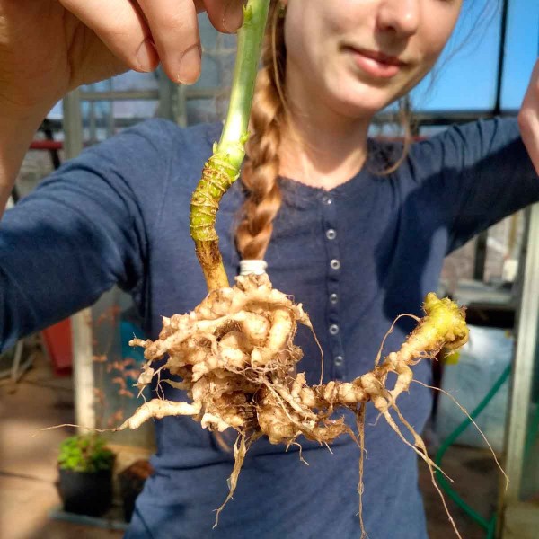 Příznaky napadení řepky Plasmodiophora brassicae