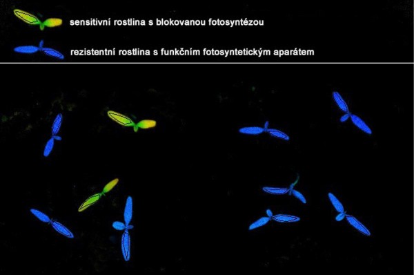 Obr. 5: Měření fluorescence chlorofylu (Fv/Fm) u rezistentní populace  laskavce ohnutého 1 den po aplikaci terbuthylazinu