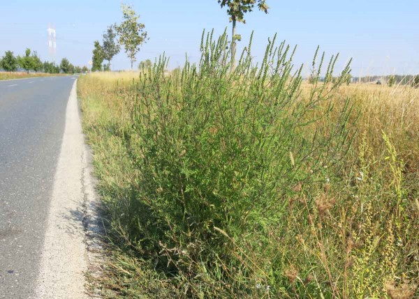 Porost tykví silně zaplevelený mračňákem