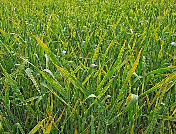 Rez plevová - žlutá rzivost pšenice v porostu