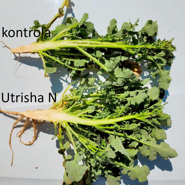 Rostliny řepky po aplikaci Utrisha N více větví a mají širší kořenový krček