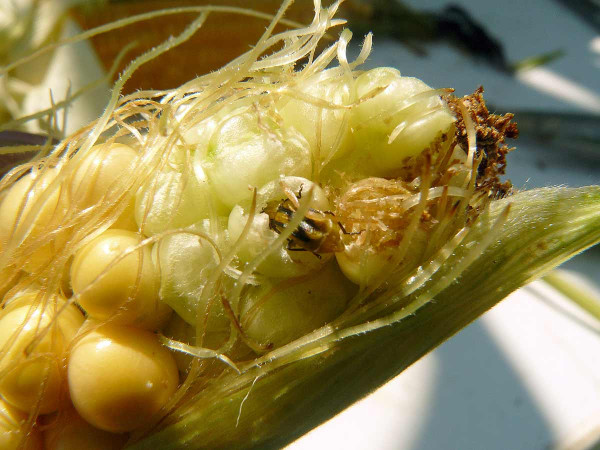 Obr. 3: Žír bázlivce na palici kukuřice