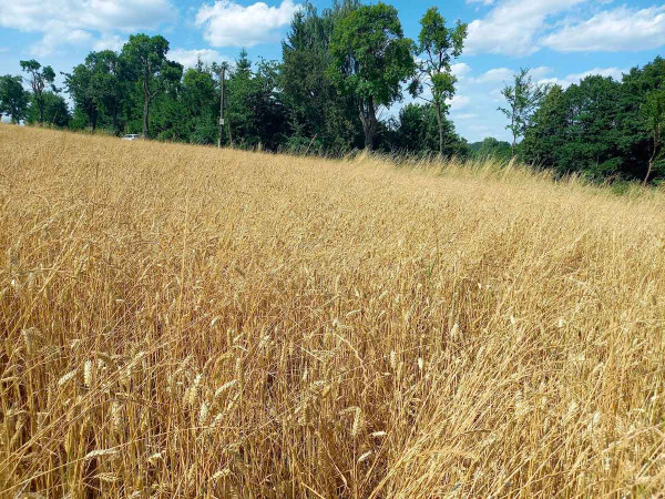 Obr. 5: Kalamitní výskyt jílku mnohokvětého v porostu pšenice ozimé