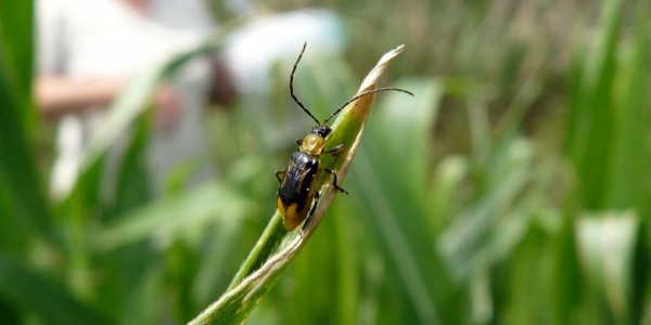 Obr. 1: Bázlivec kukuřičný (Diabrotica virgifera LeConte)