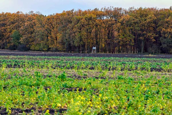 Likvidace posklizňových zbytků pomáhá regulovat výskyt škůdců