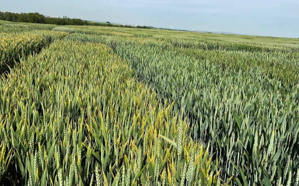 Napadení porostů pšenice rzí plevovou