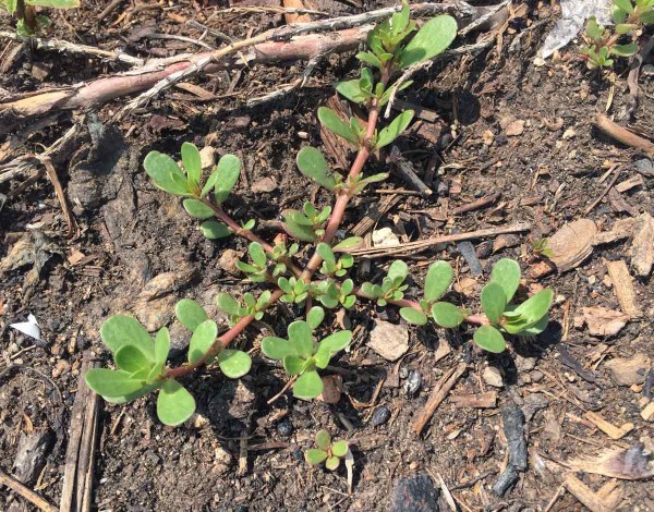 Šrucha zelná (Portulaca oleracea), která je také častým plevelem