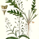 Kokoška pastuší tobolka – významný plevel, ale též slovutná léčivá rostlina