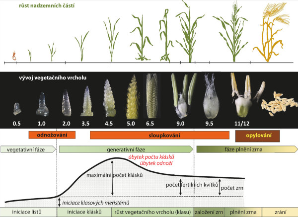 Schéma 1: Vývoj vegetačního vrcholu v jednotlivých fázích růstu jarního ječmene (upraveno podle Siebers a Korff, 2020)