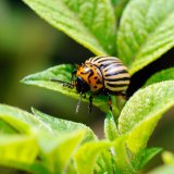 Genetický boj s hmyzími škůdci