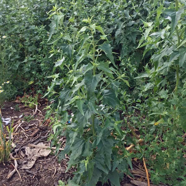 Lebeda lesklá (Atriplex sagittata) typický plevel kompostů