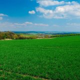 Jarní ošetření se blíží: Kompletní řešení plevelů v obilninách