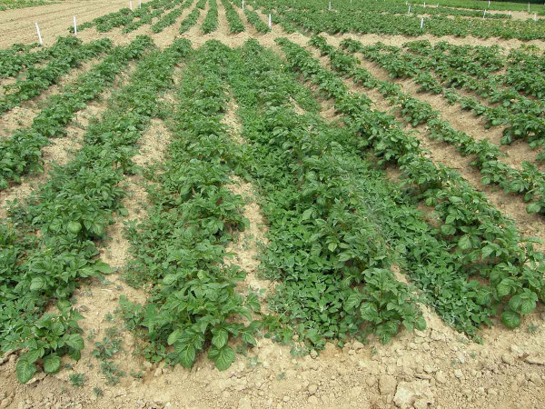 Obr 2: Herbicidní pokus v bramborách s neošetřenou kontrolou