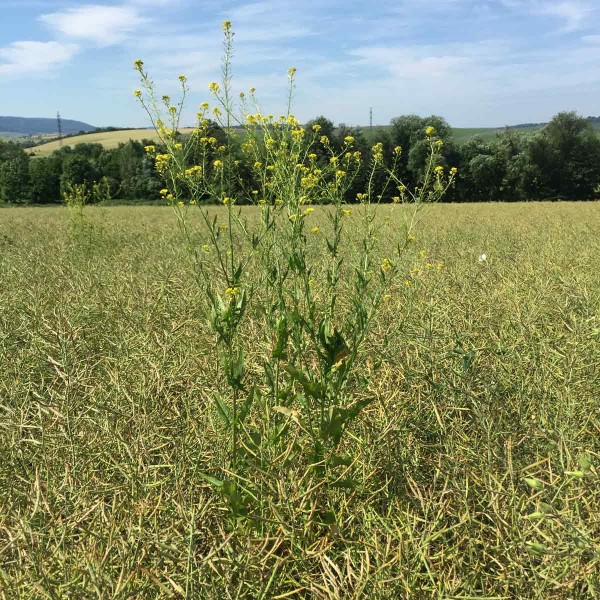 Hulevník Loeselův (Sisymbrium loeselii) v porostu řepky