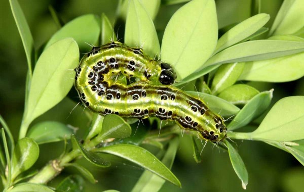 Obr. 3: Housenka zavíječe zimostrázového silně připomíná housenku běláska zelného; obvykle bývá dobře ukryta mezi sepředenými listy zimostrázu; v jednom keři mohou být stovky až tisíce housenek