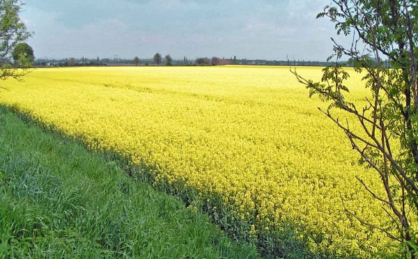 Obr. 3: Zemědělská krajina není nepřítelem včel