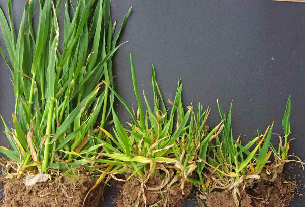 Obr. 5: Rozdíly v růstu na začátku sloupkování - vlevo zdravé, vpravo ochořelé rostliny