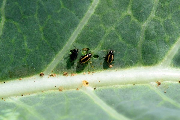 Dřepčíci na brukvích bývají černí nebo mají žluté pruhy na krovkách